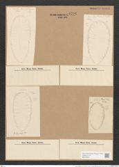 Surirella bengalensis Grun. (de-Toni-Nr.: Genus 53, Species 2389) Zeichnungen Sammlung Grunow Nr. 4796 (NHMW-BOT-W0372941)